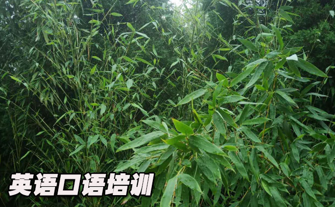 昆明盤龍區(qū)從零開始學英語口語_專業(yè)培訓機構，免費試聽-美聯(lián)學校